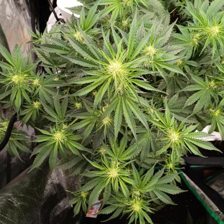 Garlic jam auto