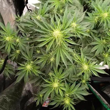 Garlic jam auto