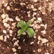 Northern Lights Auto