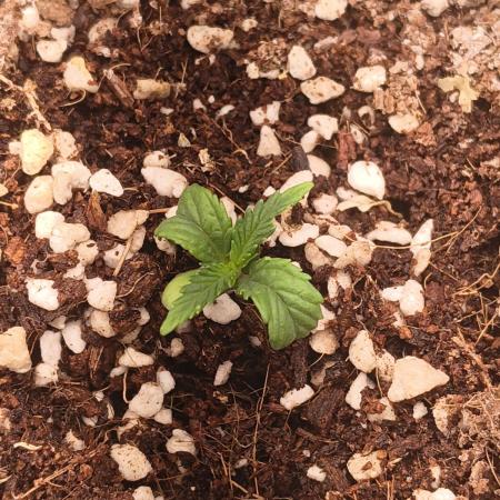 Northern Lights Auto