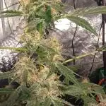 Wedding cake auto