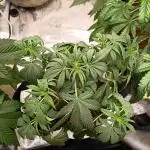 Wedding cake auto