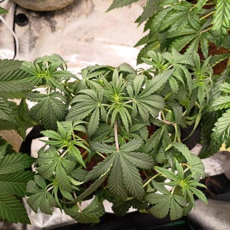 Wedding cake auto