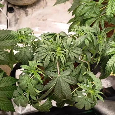 Wedding cake auto