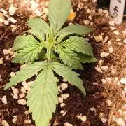 Northern Lights Auto