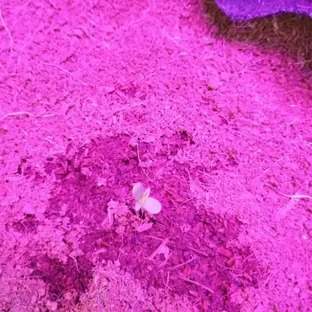 Gummybears auto
