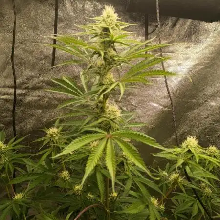Gummybears auto
