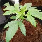 Wedding cake auto