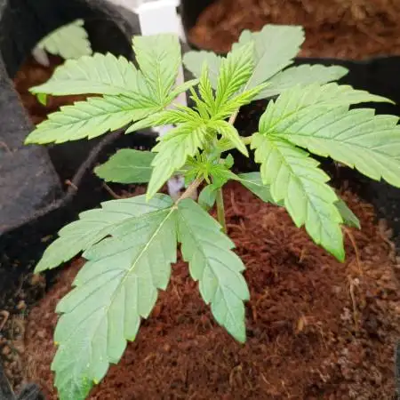 Wedding cake auto
