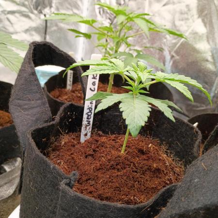 Wedding cake auto