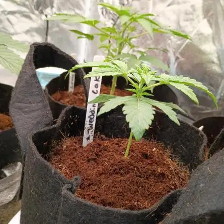 Wedding cake auto