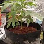 Garlic jam auto