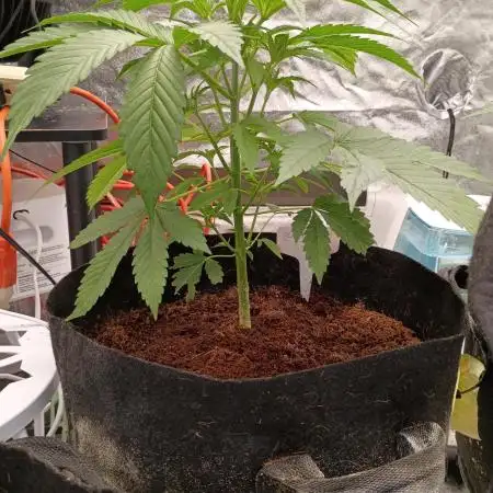 Garlic jam auto
