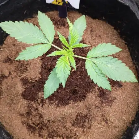 Gummybears auto