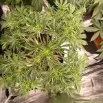 Gelato 41 auto