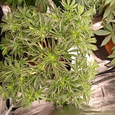 Gelato 41 auto