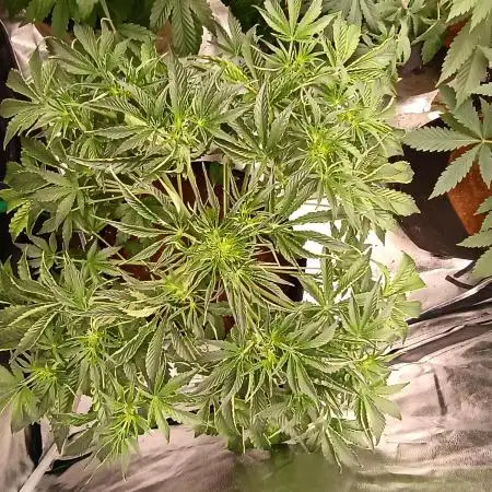 Gelato 41 auto