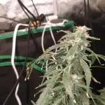 Durban poison auto 2