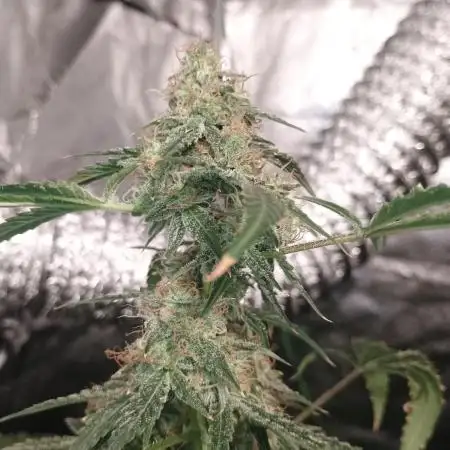 Wedding cake auto