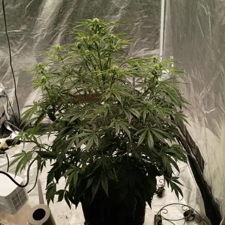 Gelato 41 auto