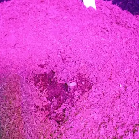 Blue dream auto