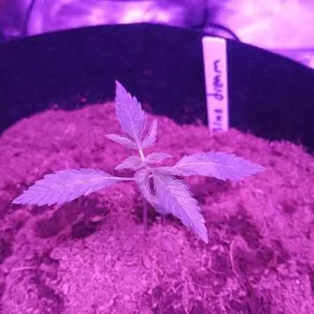 Blue dream auto