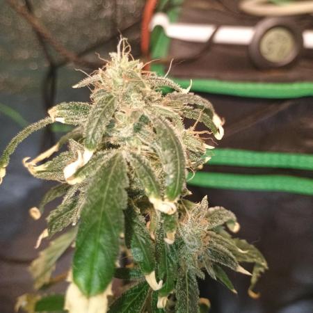 Durban poison auto