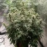 Garlic jam auto