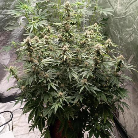 Garlic jam auto
