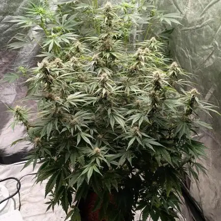 Garlic jam auto