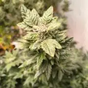 Whiskey Zulu auto