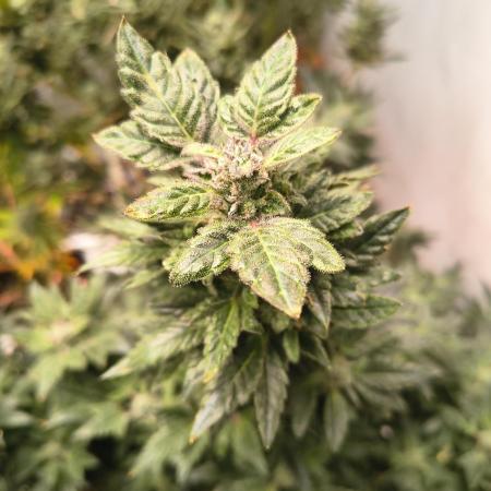 Whiskey Zulu auto