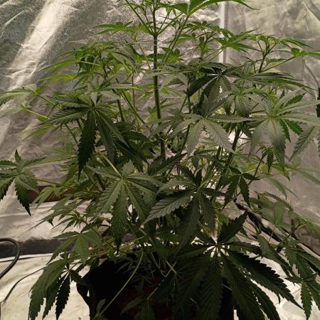 Blue dream auto