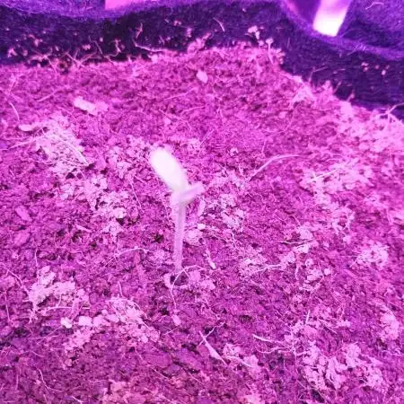 Wedding cake auto
