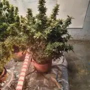 Whiskey Zulu auto