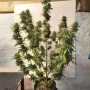 Northern Lights Auto