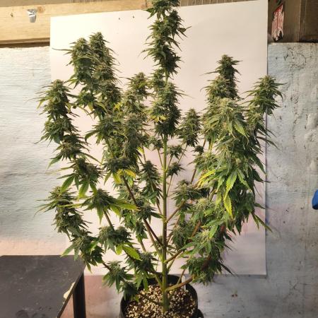 Northern Lights Auto