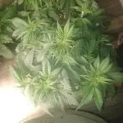 Orange cookies auto