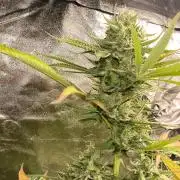 Gummybears auto
