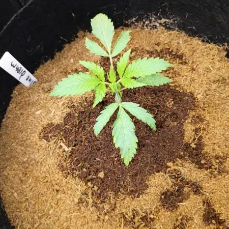 Blue dream auto