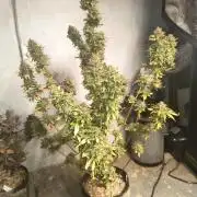 Northern Lights Auto