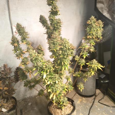 Northern Lights Auto
