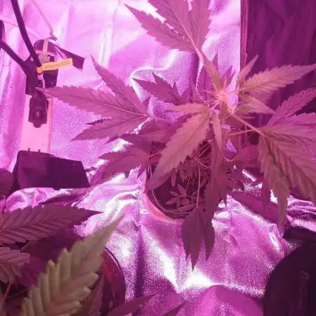 Durban poison auto