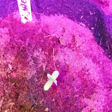 Wedding cake auto