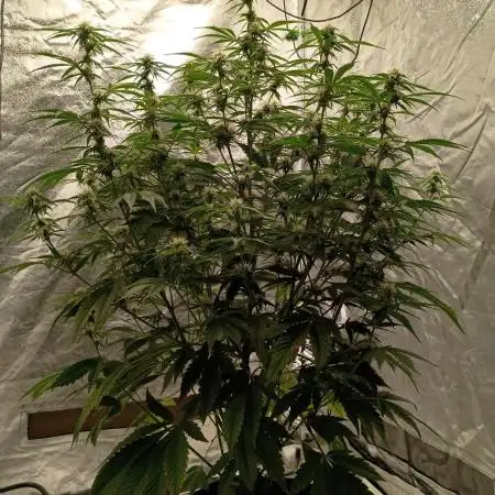 Garlic jam auto