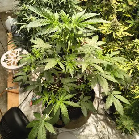 Whiskey Zulu auto