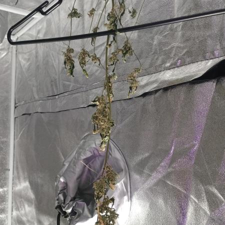 Durban poison auto