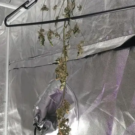 Durban poison auto