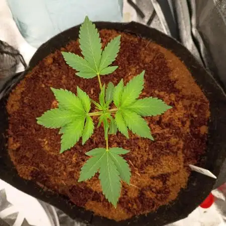 Gelato 41 auto