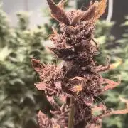Gmo auto
